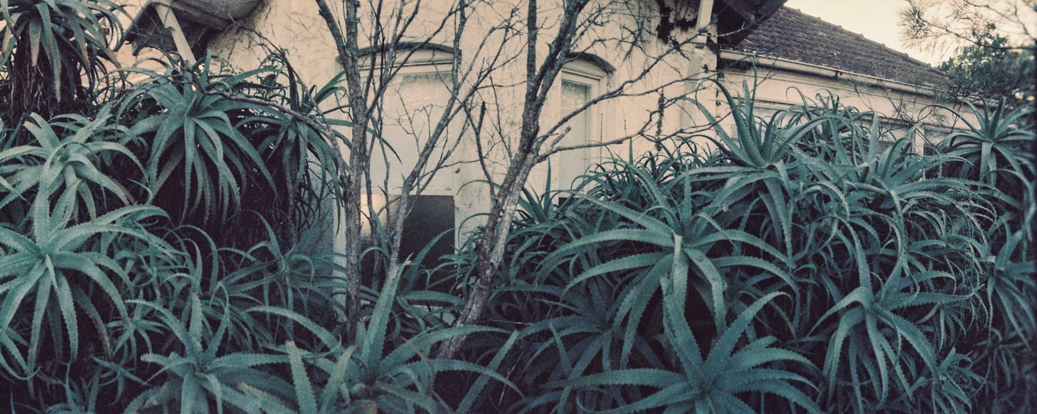 Surrounded in succulence