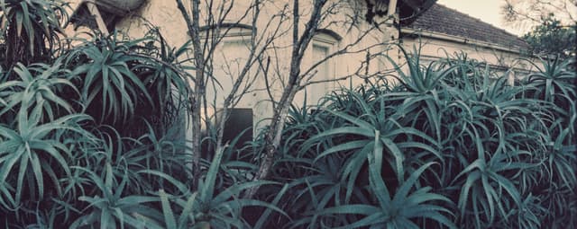 Surrounded in succulence