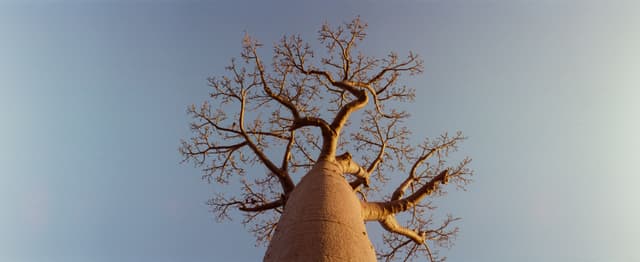Boabab vista