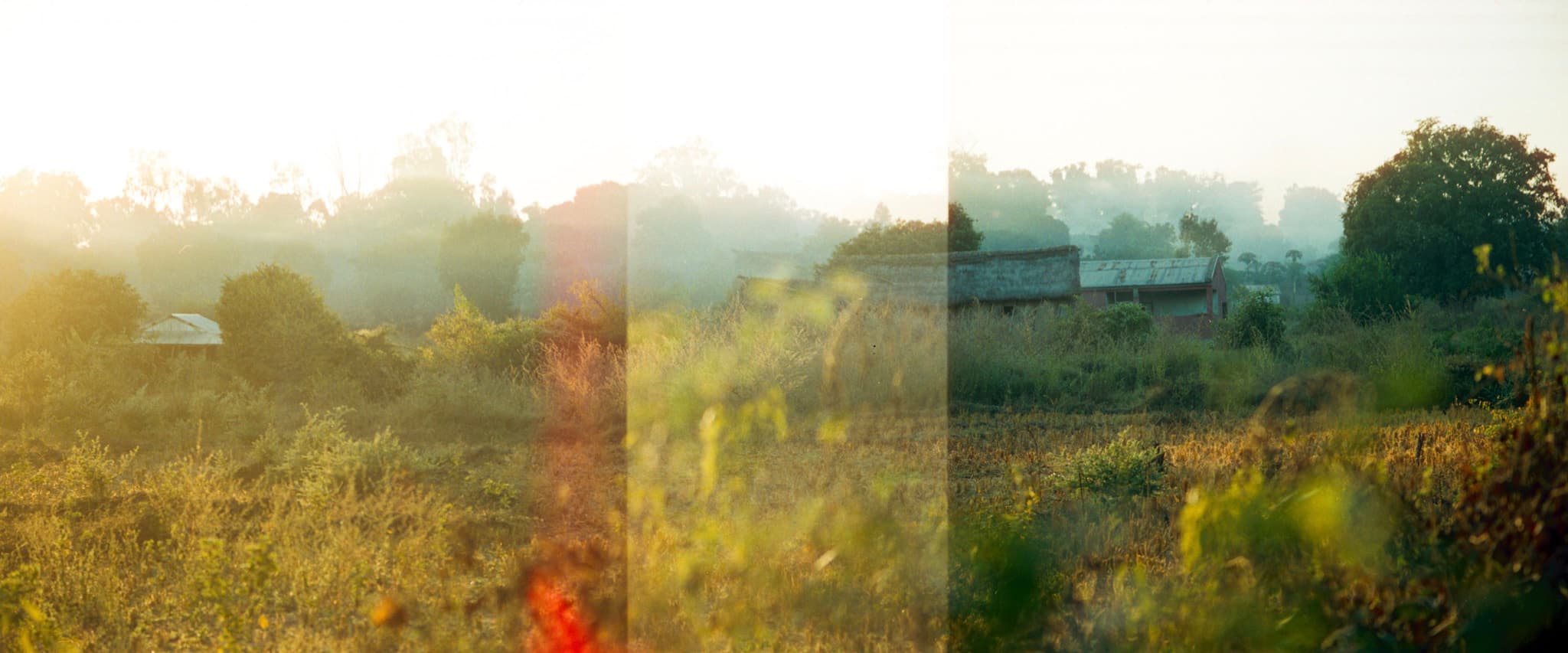 Madagascan field