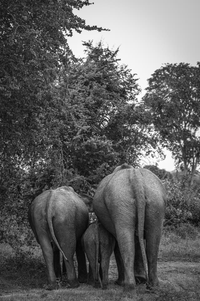 Asses